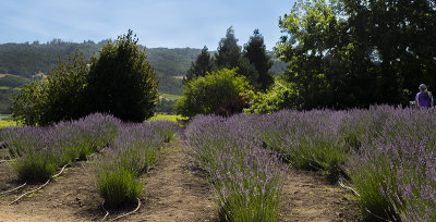 Lavender rows photographer