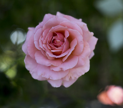 Pink patio rose