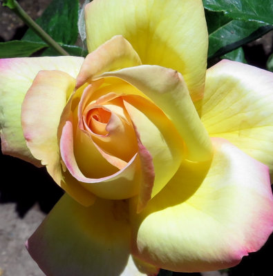 Yellow pink rose