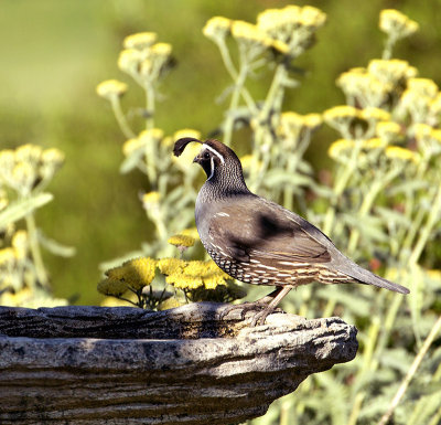  Daddy Quail on birdbath