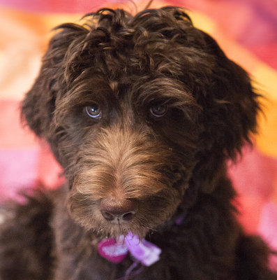 Purple 15 weeks