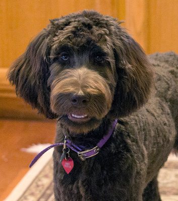 Purple head shot 6 mo