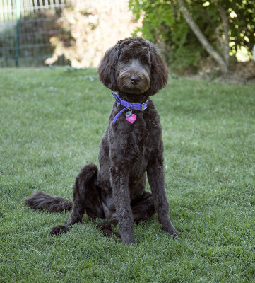 Purple at 6 mo with short clip