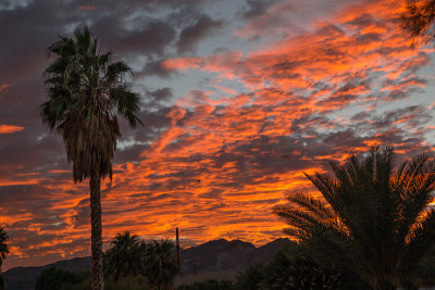 Shoshone Sunset palm