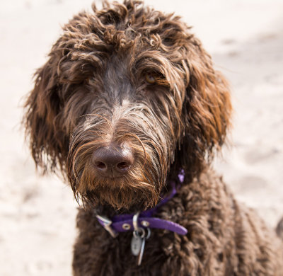 Amargosa Canyon Purple sandy 7 months