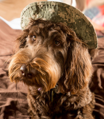 Purple 7.5 months Camo Hat