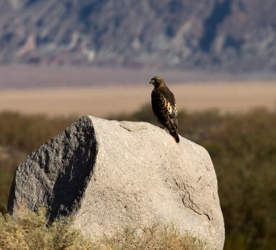 Hawk on Rock 
