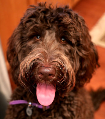 Purple 9 months