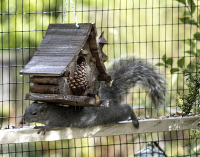 Squirrel Squeezing under Birdhouse
