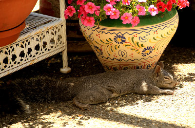 Squirrel Napping