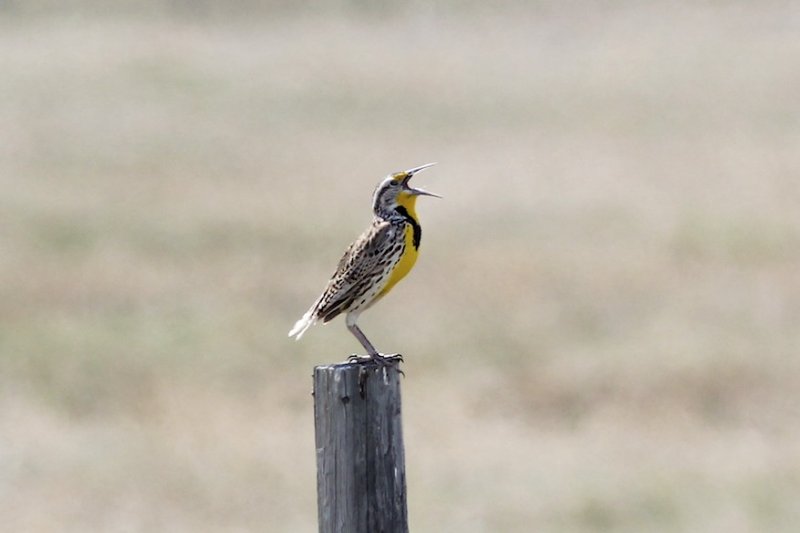 Western Meadowlark