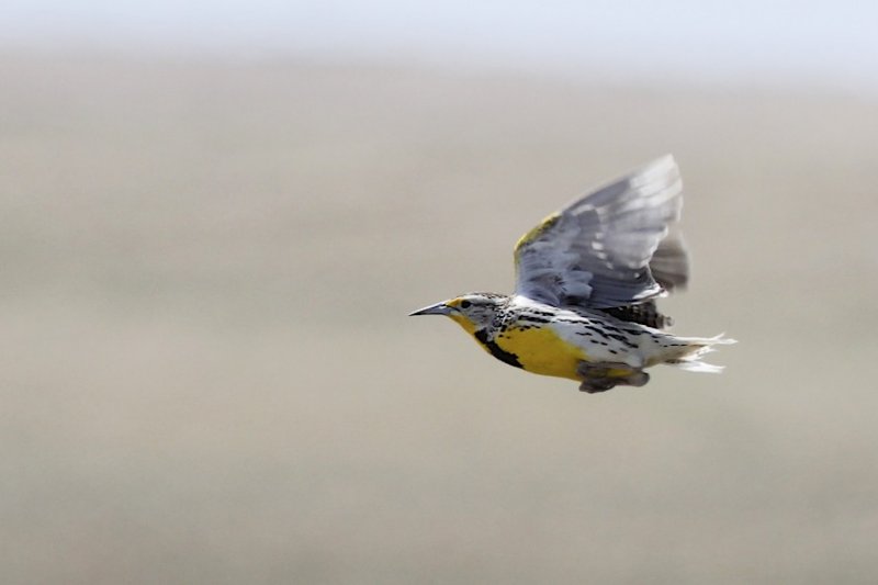 Western Meadowlark flying