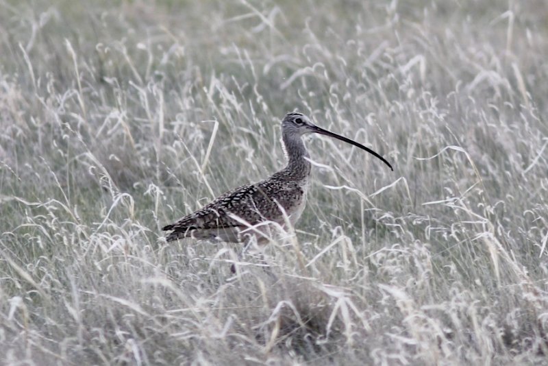 Long-billed Curlew