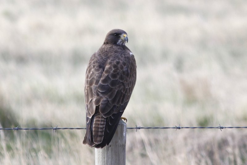 Swainson's Hawk