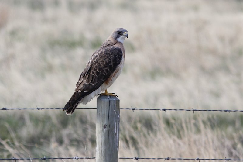 Swainson's Hawk