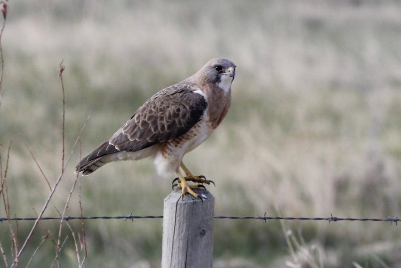 Swainson's Hawk