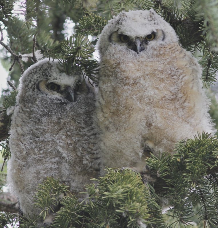 Great Horned Owlets