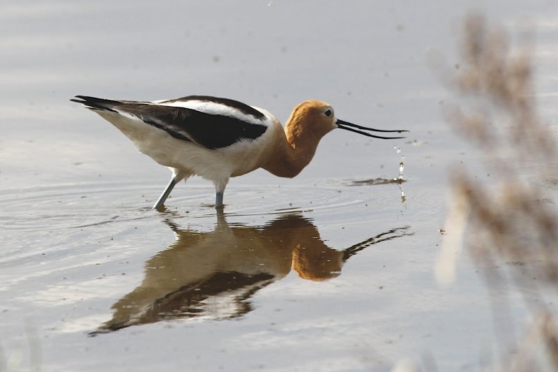 Brooks_Annual_Bird_Count-2013