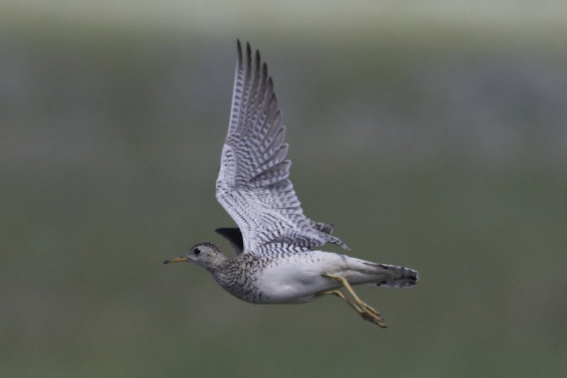 Upland Sandpiper