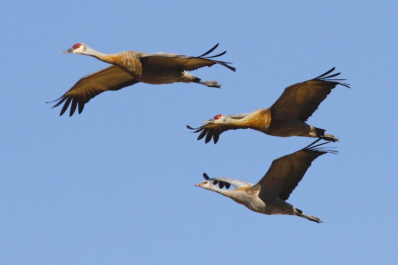 Sandhill Crane family