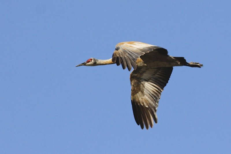 Sandhill Crane