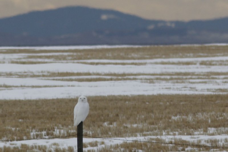 Snowy Owl MH.jpg