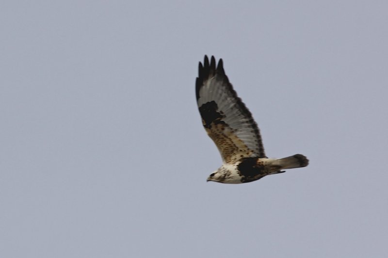 Rough-legged Hawk.jpg