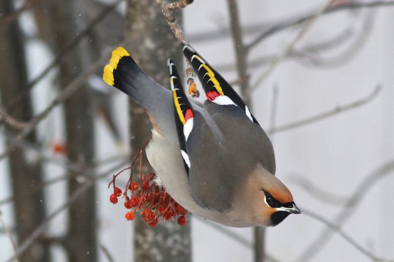Bohemian Waxwing