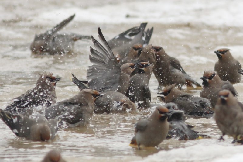 Bohemian Waxwings bathing in street puddles