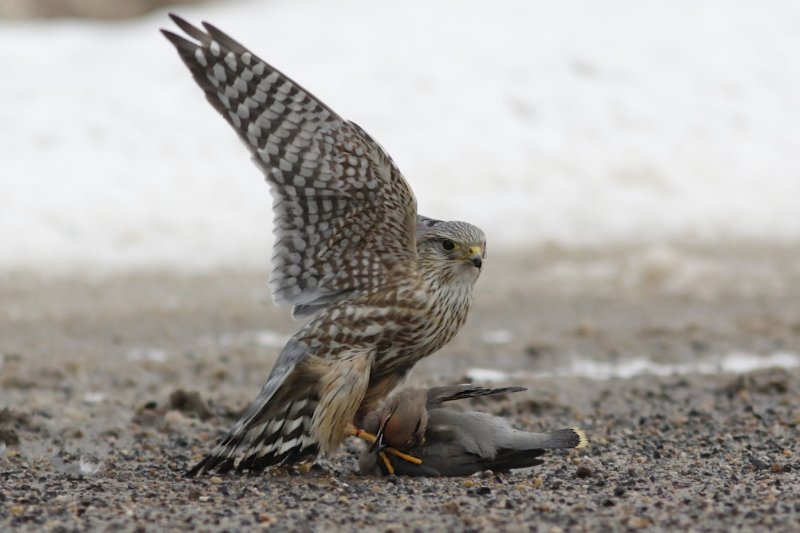 Merlin with Bohemian Waxwing