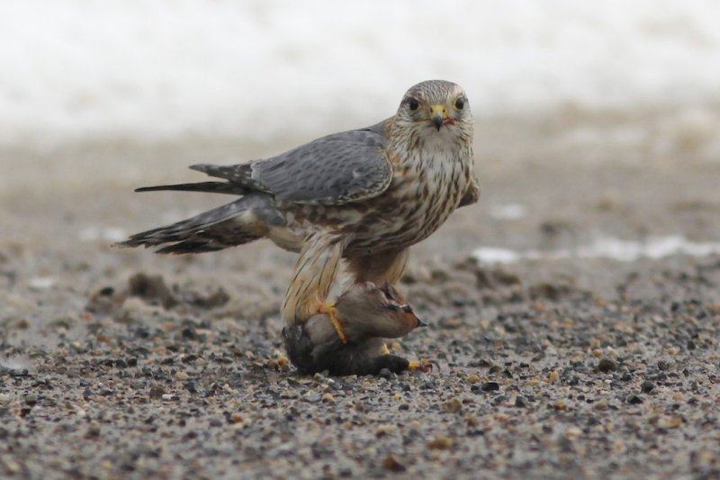 Merlin with Bohemian Waxwing
