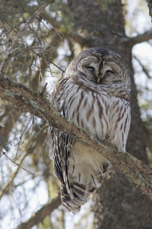 Barred Owl