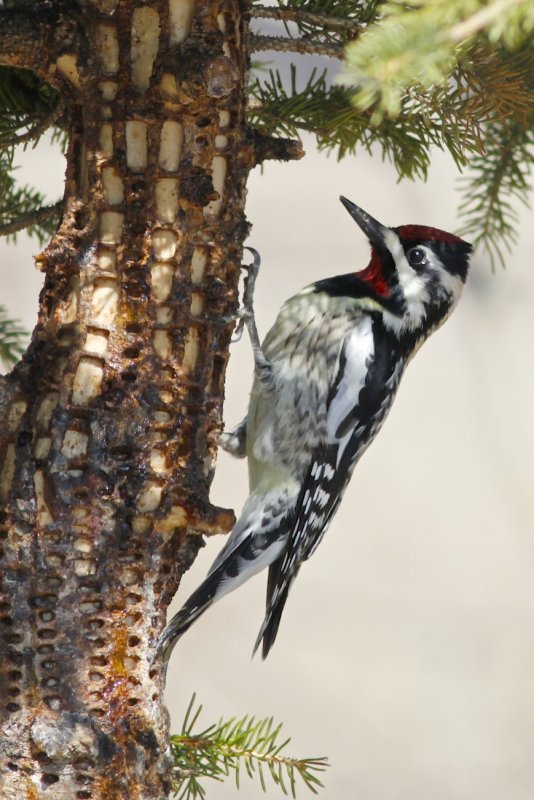 Yellow-bellied Sapsucker