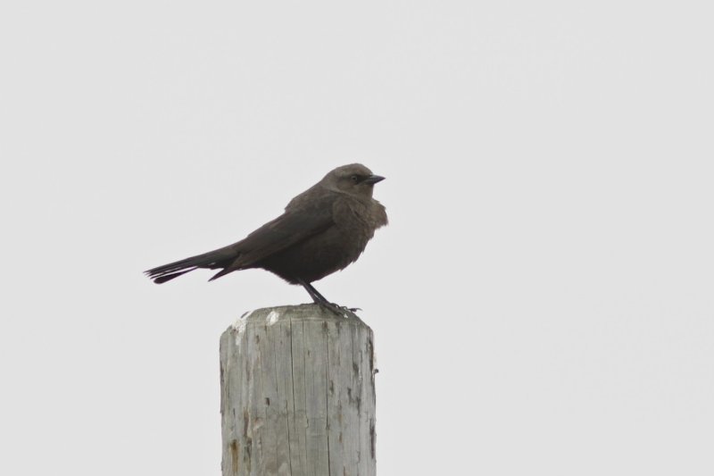 Brewer's/Rusty (?) Blackbird (female)