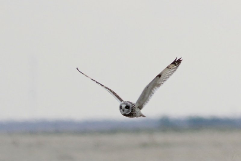 Short-eared Owl.jpg