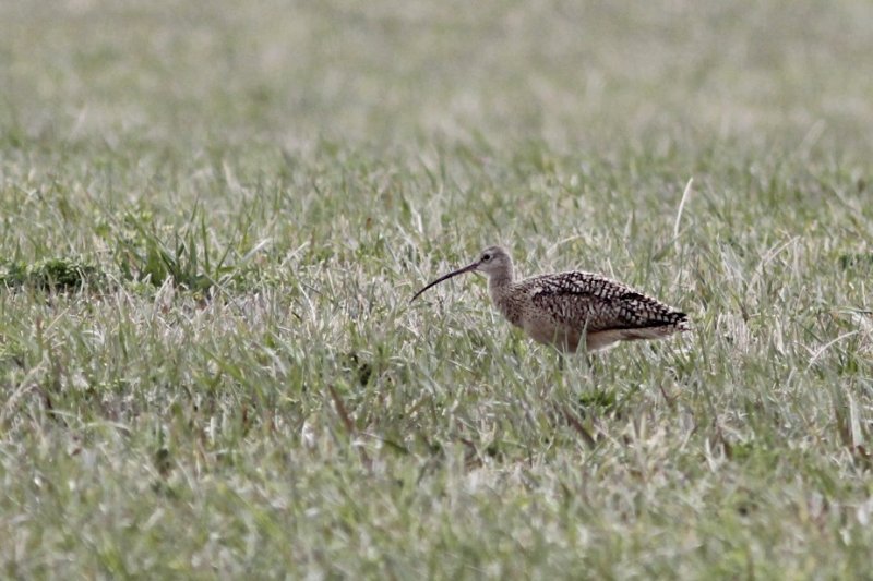 Long-billed Curlew.jpg