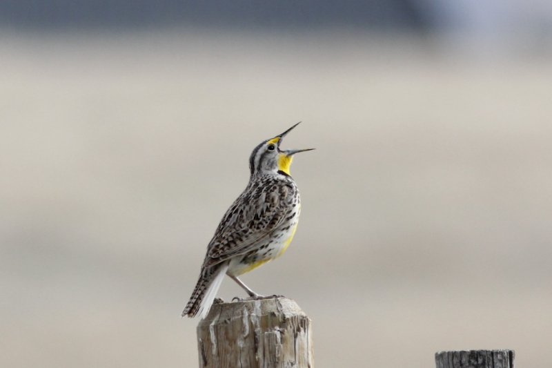 Meadowlark.jpg