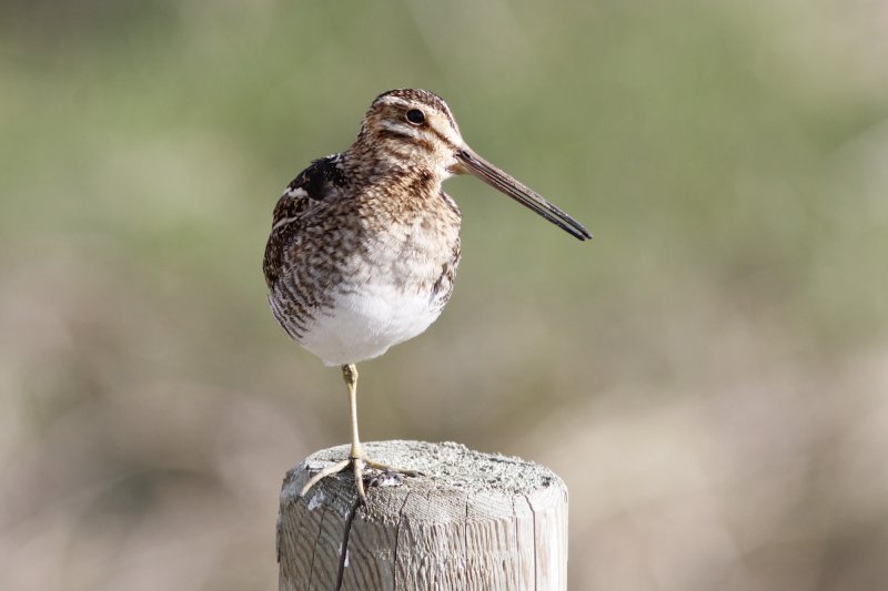 Wilson's Snipe.jpg