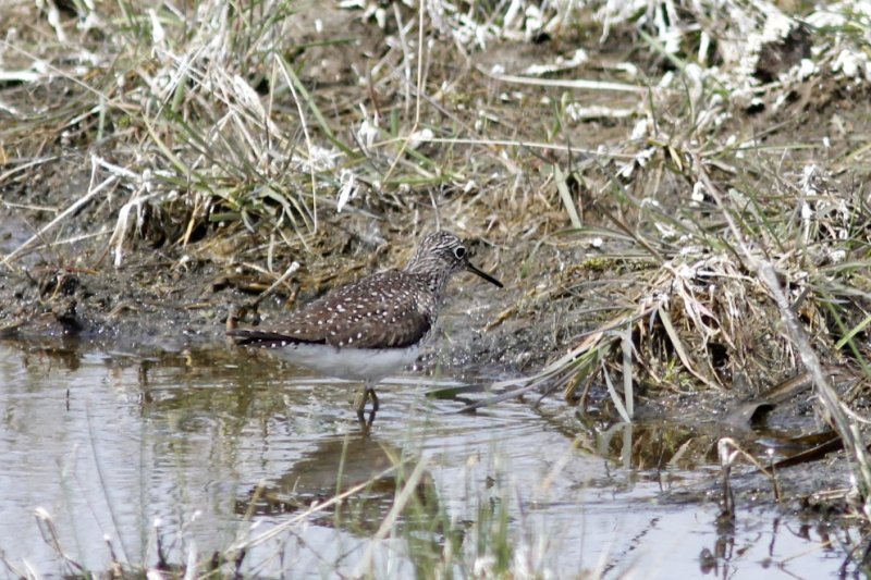 Solitary Sandpiper.jpg