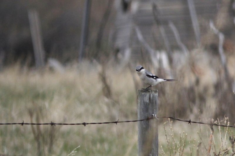Logger-head Shrike.jpg