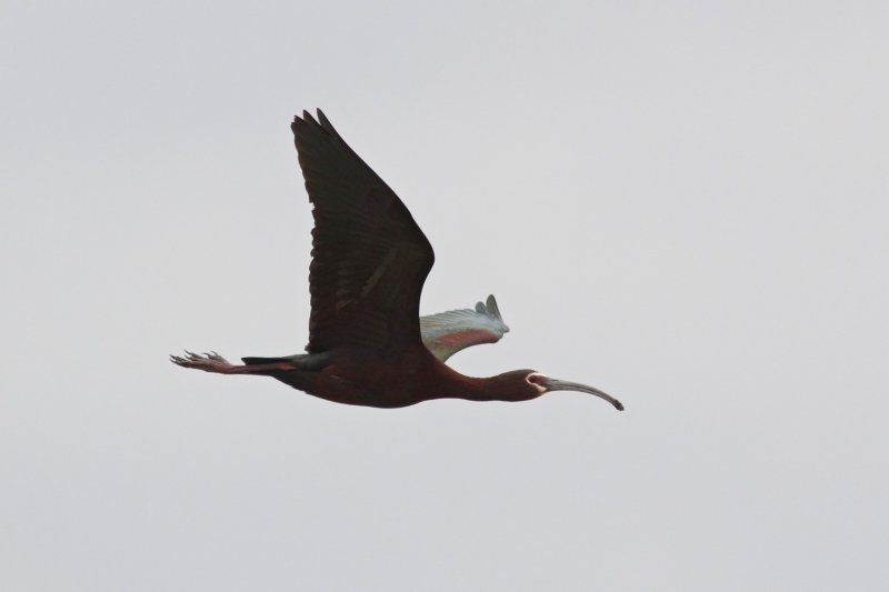 White-faced Ibis (Frank Lake).jpg