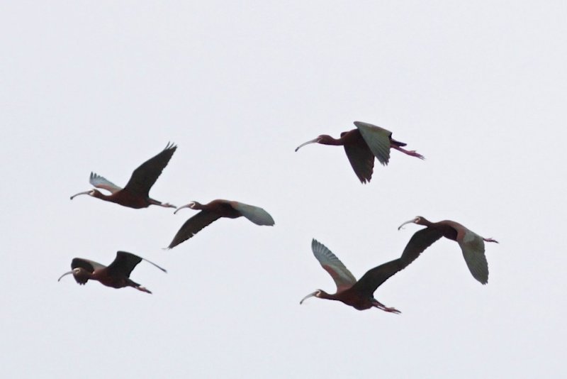 White-faced Ibis.jpg