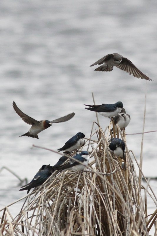 Cliff and Tree Swallows.jpg