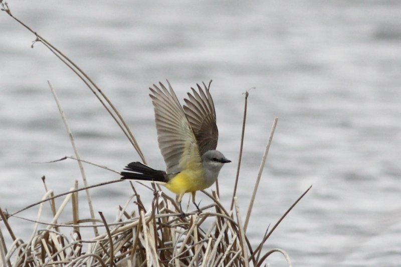 Western Kingbird.jpg