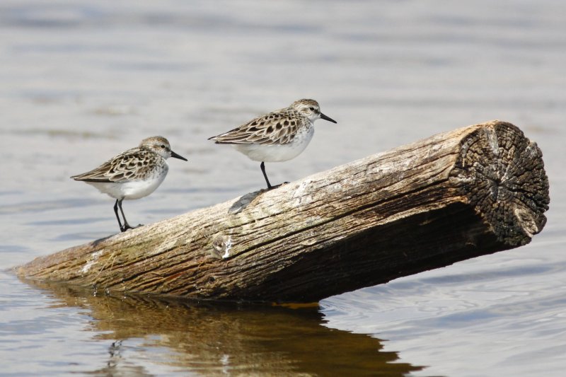 Semipalmated Sandpiper.jpg