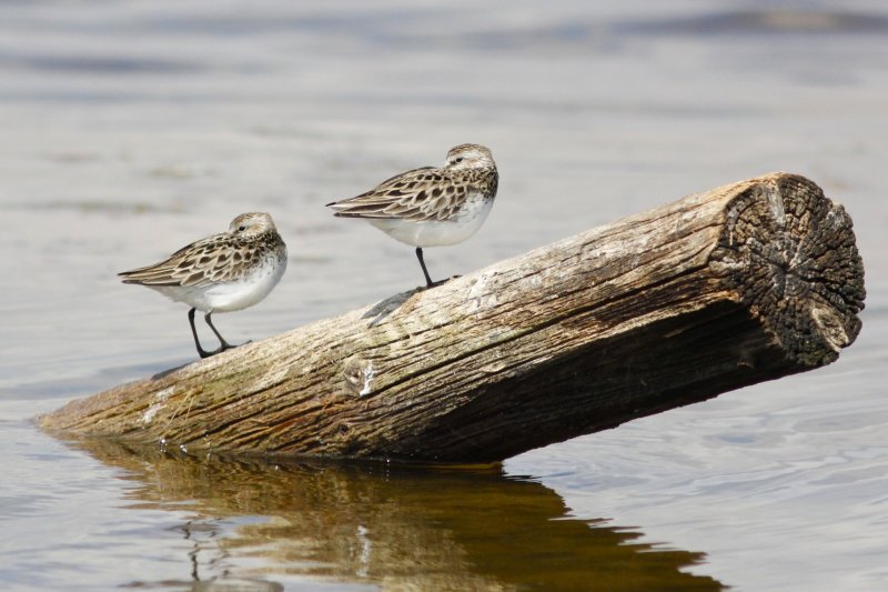 Brooks_Annual_Bird_Count_2014