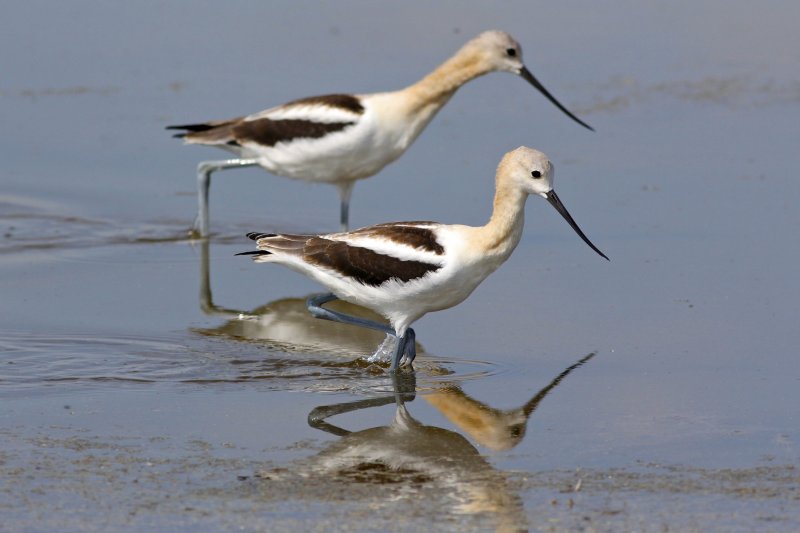 American Avocets.jpg