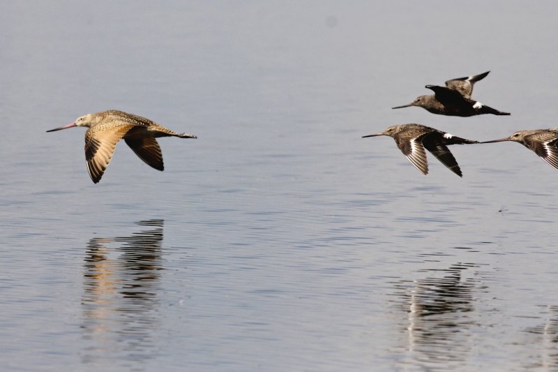 Godwits and dragonfly.jpg