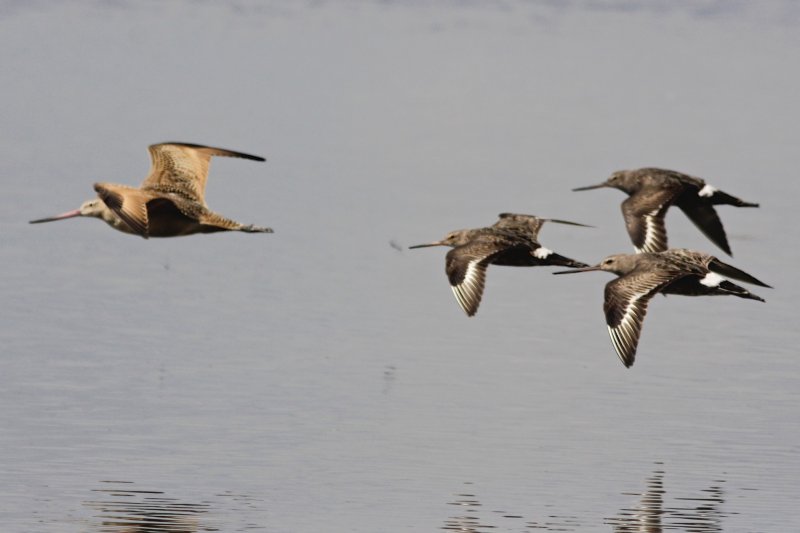 Marbled and Hudsonian Godwits.jpg