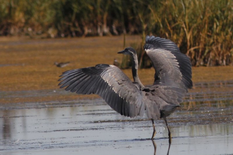 Great Blue Heron.jpg